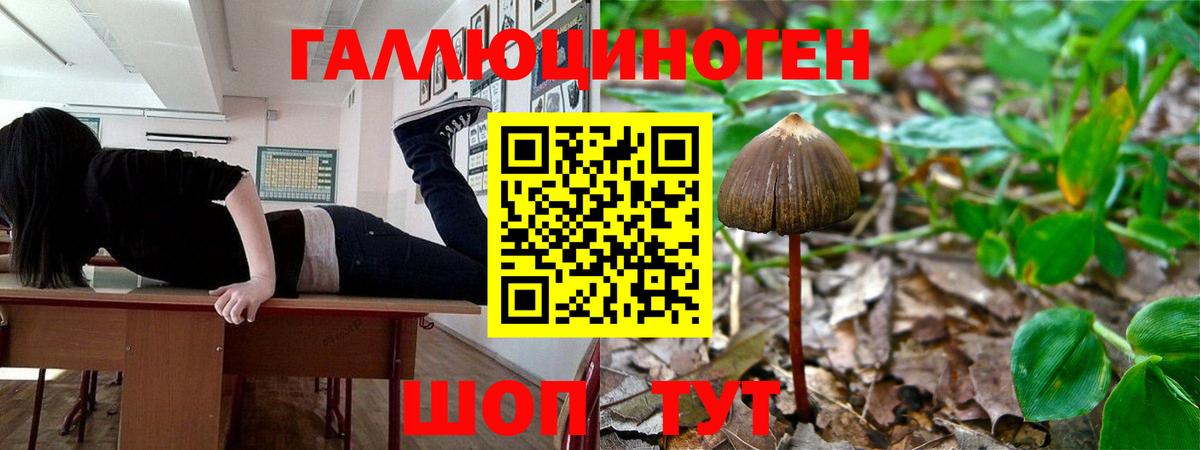 Галлюциногенные грибы Cubensis Муравленко